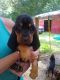 Bloodhound Puppies for sale in 4160 Sugar Run Rd, Littleton, WV 26581, USA. price: NA