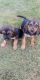 Bloodhound Puppies for sale in Loganville, GA 30052, USA. price: $450