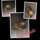 Bloodhound Puppies for sale in Miami, OK 74354, USA. price: NA