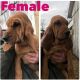Bloodhound Puppies for sale in Carlisle, KY 40311, USA. price: NA