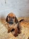 Bloodhound Puppies for sale in Eatonville, WA 98328, USA. price: NA