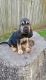 Bloodhound Puppies for sale in Peachtree City, GA, USA. price: $400