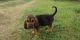 Bloodhound Puppies for sale in Sun City, AZ, USA. price: NA