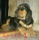 Bloodhound Puppies for sale in Hillsboro, OH 45133, USA. price: NA