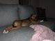 Bloodhound Puppies for sale in Goldsboro, NC, USA. price: $1,200