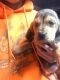 Bloodhound Puppies for sale in Swanton, OH 43558, USA. price: NA