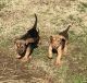 Bloodhound Puppies for sale in Indian Mound, TN 37079, USA. price: $600