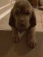 Bloodhound Puppies for sale in 4817 Prairie Creek Trail, Fort Worth, TX 76179, USA. price: $500