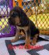 Bloodhound Puppies for sale in Weatherford, TX, USA. price: $850