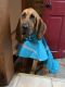 Bloodhound Puppies for sale in Rockaway, NJ 07866, USA. price: $300