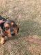 Bloodhound Puppies for sale in Interlaken, NY 14847, USA. price: $100