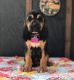 Bloodhound Puppies for sale in Lynchburg, VA, USA. price: $900