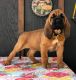 Bloodhound Puppies for sale in Lynchburg, VA, USA. price: $900
