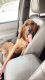 Bloodhound Puppies for sale in Lexington, SC, USA. price: NA