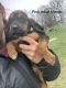 Bloodhound Puppies for sale in Ogilvie, MN 56358, USA. price: NA