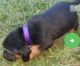 Bloodhound Puppies for sale in North Little Rock, AR, USA. price: $800