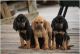 Bloodhound Puppies for sale in Birmingham, AL, USA. price: NA