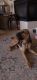 Bloodhound Puppies for sale in Fort Mohave, AZ, USA. price: NA