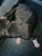 Bloodhound Puppies for sale in Manton, MI 49663, USA. price: $250
