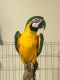 Blue-and-yellow Macaw Birds for sale in Toledo, OH, USA. price: NA