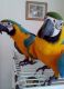 Blue-and-yellow Macaw Birds for sale in Florida Mall Ave, Orlando, FL 32809, USA. price: NA