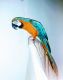 Blue-and-yellow Macaw Birds for sale in Dallas County, TX, USA. price: $3,000