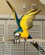 Blue-and-yellow Macaw Birds for sale in Wellington, FL, USA. price: NA