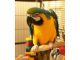 Blue-and-yellow Macaw Birds for sale in Los Angeles St, Eilat, Israel. price: 8850 ILS