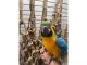 Blue-and-yellow Macaw Birds for sale in Woonsocket Hill Rd, North Smithfield, RI 02896, USA. price: $800