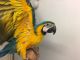 Blue-and-yellow Macaw Birds for sale in 20011 Ventura Blvd, Woodland Hills, CA 91364, USA. price: $1,000