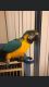 Blue-and-yellow Macaw Birds for sale in Orlando, FL, USA. price: $1,500