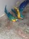Blue-and-yellow Macaw Birds for sale in Roma, TX 78584, USA. price: NA