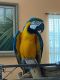 Blue-and-yellow Macaw Birds for sale in Hollister, CA 95023, USA. price: $1,000