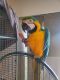 Blue-and-yellow Macaw Birds for sale in Flat Rock, MI, USA. price: $5,200