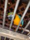Blue-and-yellow Macaw Birds for sale in Dunnellon, FL, USA. price: $750