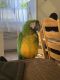 Blue-and-yellow Macaw Birds for sale in Panorama City, Los Angeles, CA, USA. price: NA