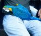 Blue-and-yellow Macaw Birds for sale in Hunt Valley, Cockeysville, MD, USA. price: $4,500