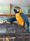 Blue-and-yellow Macaw Birds for sale in Seattle, WA, USA. price: NA