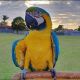 Blue-and-yellow Macaw Birds for sale in Florida's Turnpike, Orlando, FL, USA. price: NA