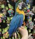 Blue-and-yellow Macaw Birds for sale in Garfield Ave, Loveland, CO 80538, USA. price: NA