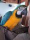 Blue-and-yellow Macaw Birds for sale in Mobile, AL, USA. price: $3,000