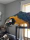 Blue-and-yellow Macaw Birds for sale in Evans City, PA 16033, USA. price: NA