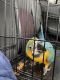 Blue-and-yellow Macaw Birds for sale in Altoona, PA, USA. price: NA