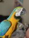 Blue-and-yellow Macaw Birds for sale in Fayetteville, NC, USA. price: $5,000