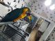 Blue-and-yellow Macaw Birds for sale in Los Angeles, CA, USA. price: $350