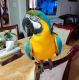 Blue-and-yellow Macaw Birds for sale in Minot, ND, USA. price: $850