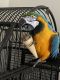 Blue-and-yellow Macaw Birds for sale in Millville, MA 01529, USA. price: NA