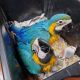 Blue-and-yellow Macaw Birds for sale in Bolinas, California. price: $800