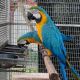 Blue-and-yellow Macaw Birds for sale in Armada, Michigan. price: $550