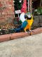 Blue-and-yellow Macaw Birds for sale in San Antonio, Texas. price: $791